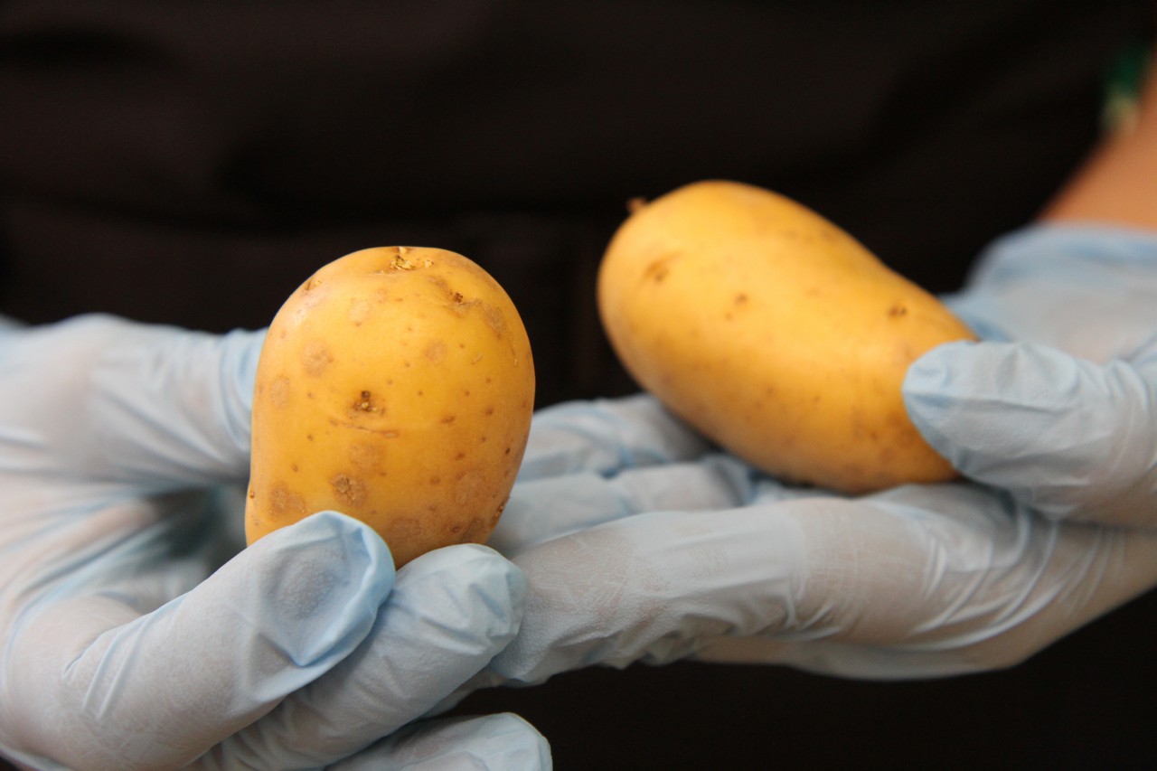 Красноярцев научили выбирать семенную картошку