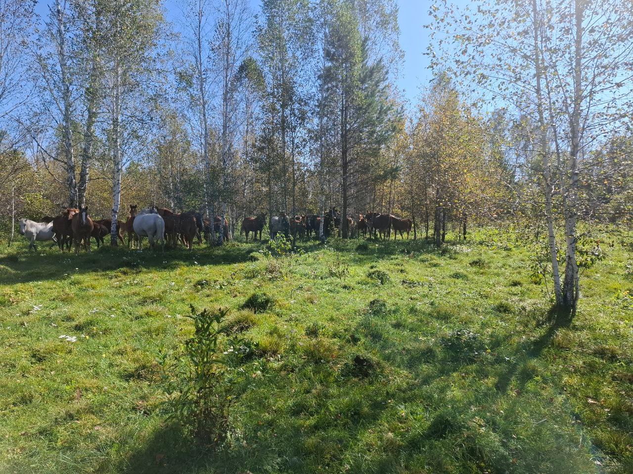 Участки в заказнике «Кебежский» вернули в собственность края