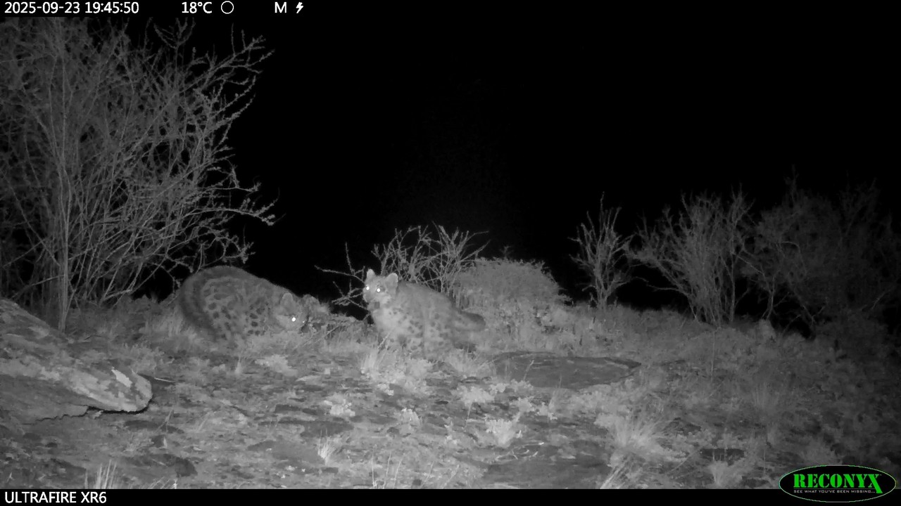 Снежный барс Муся и ее котята