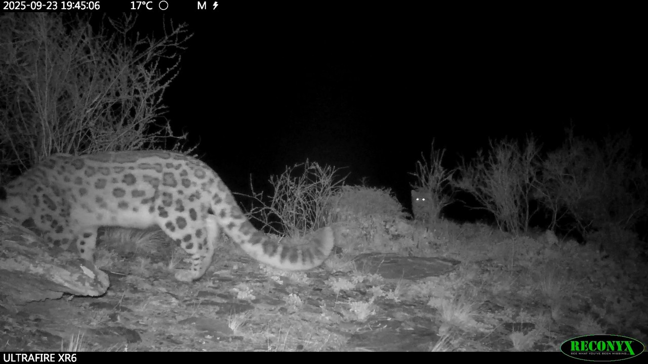 Снежный барс Муся и ее котята