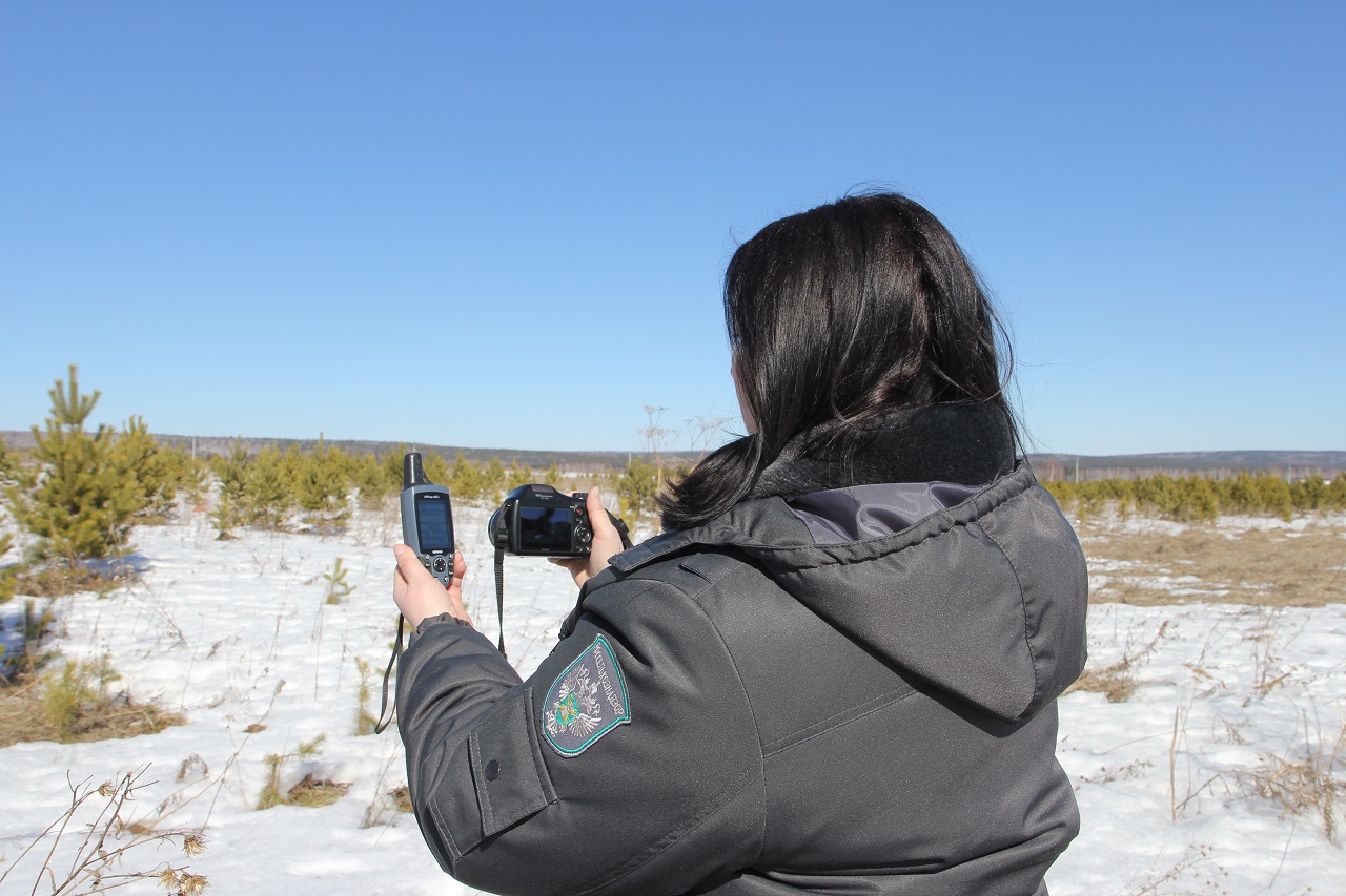 Проверка поросшего участка