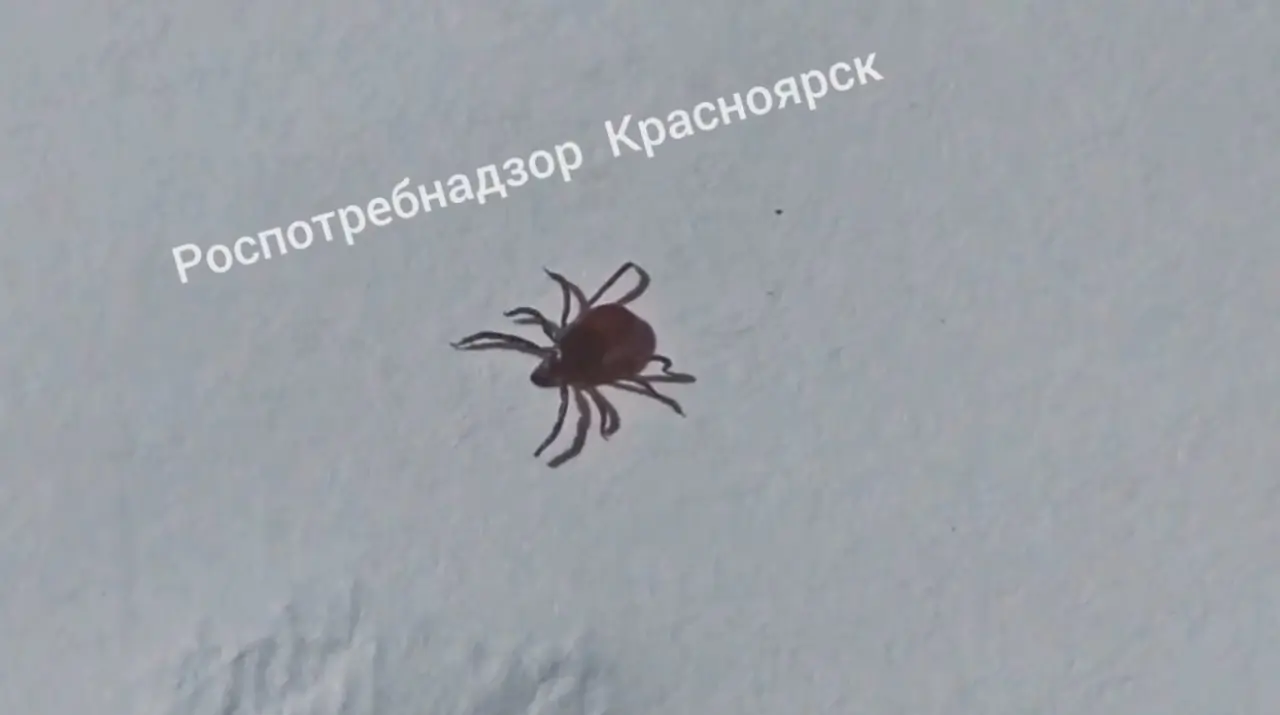 Клещ на бумаге