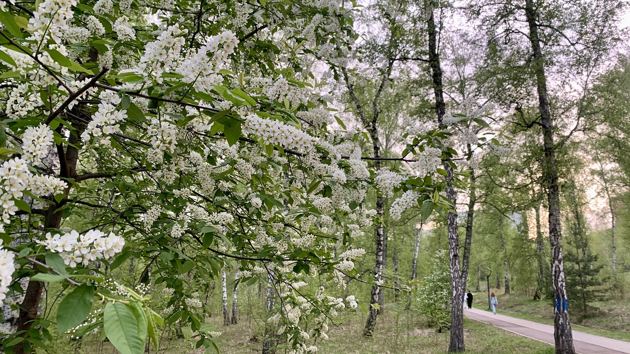 цветущая черемуха в мае в лесу