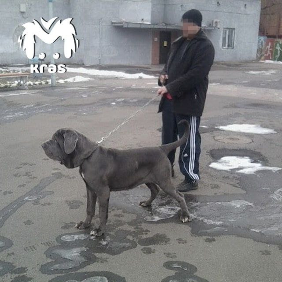 Мужчина из Красноярского края забил собственную собаку топором