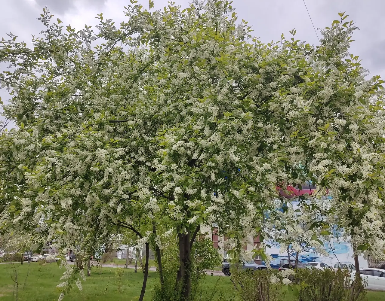 Черемуха цветет в Красноярске