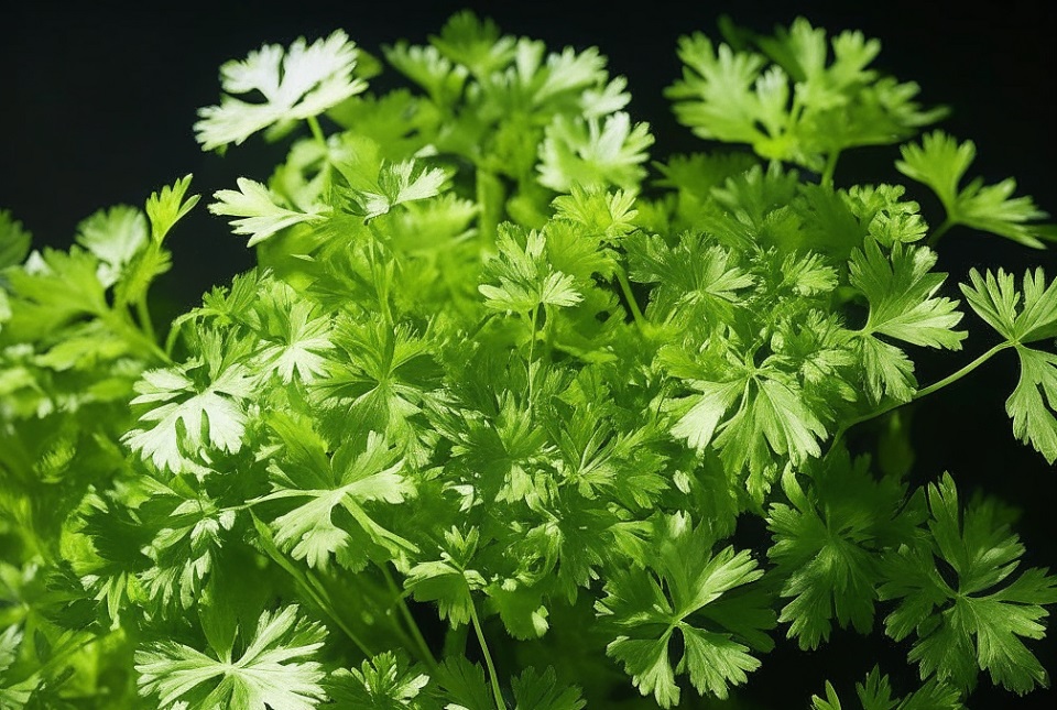 Зеленая петрушка, растение