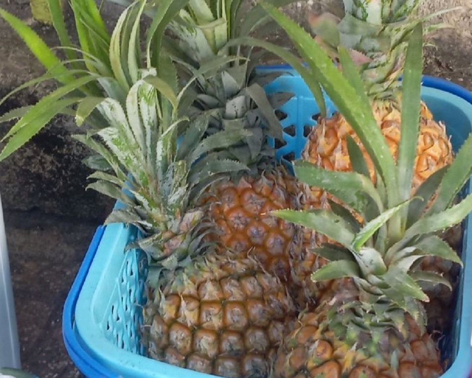 Ананасы в корзинке