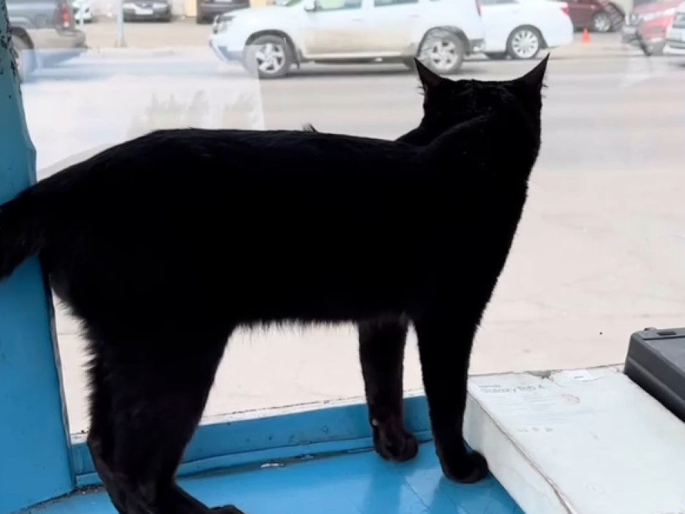 Черный кот у ГИБДД