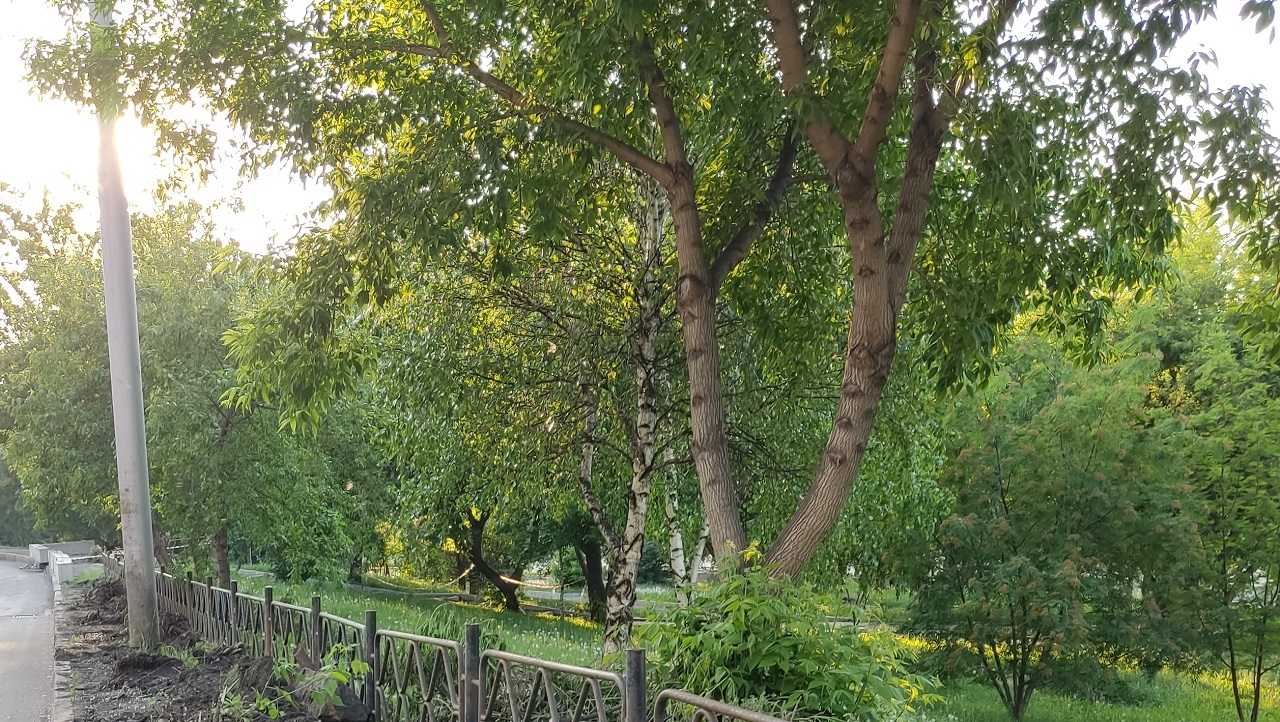 Клен на улице