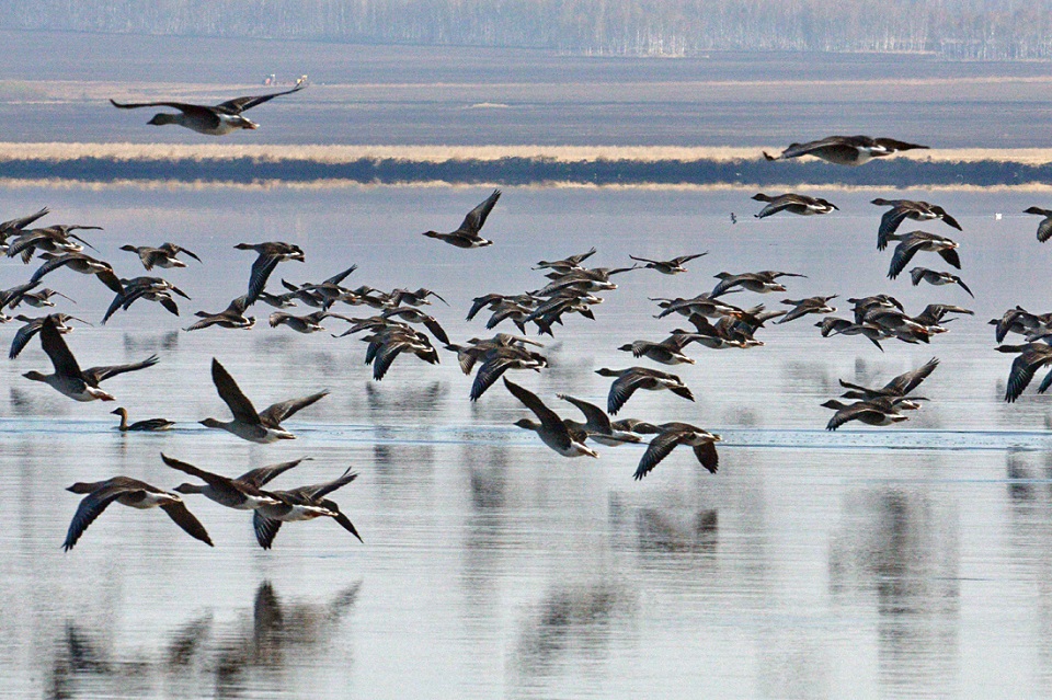 Птицы в Эвенкии