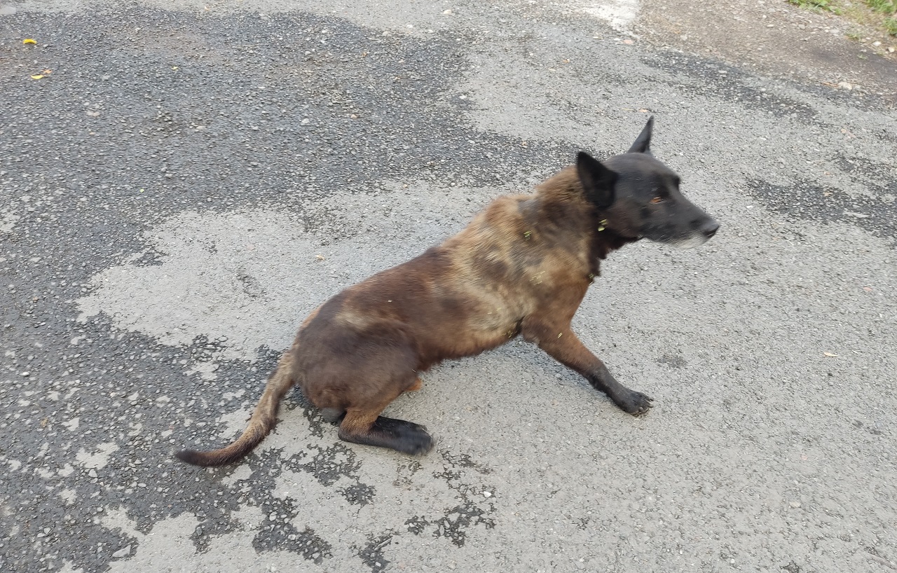 Собака на улице