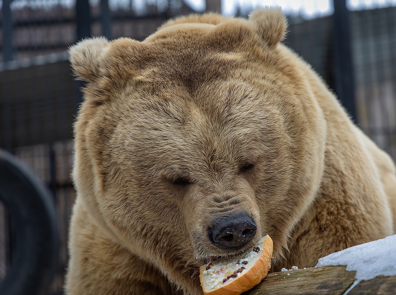 Медведь с бутербродом