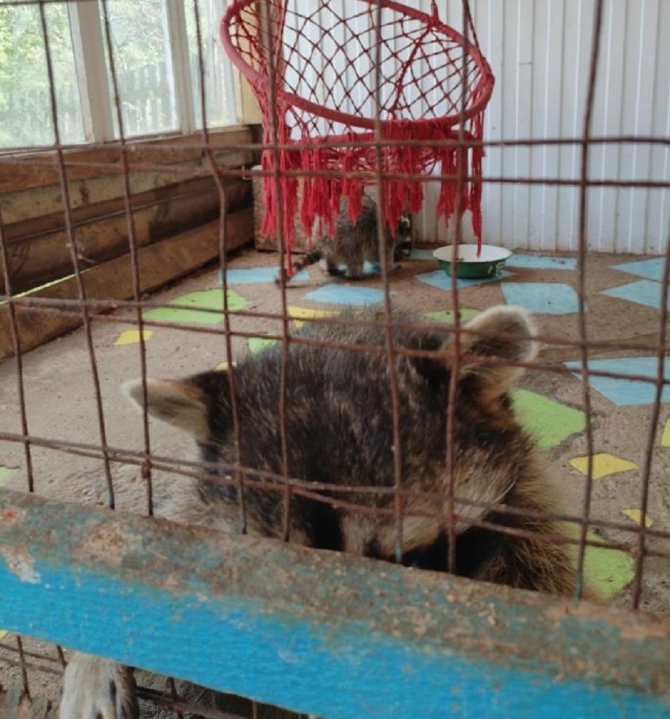 Енот за решеткой