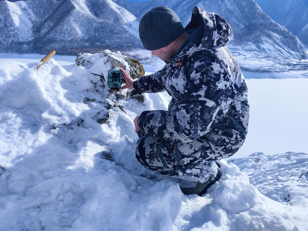 Изучение снежного барса