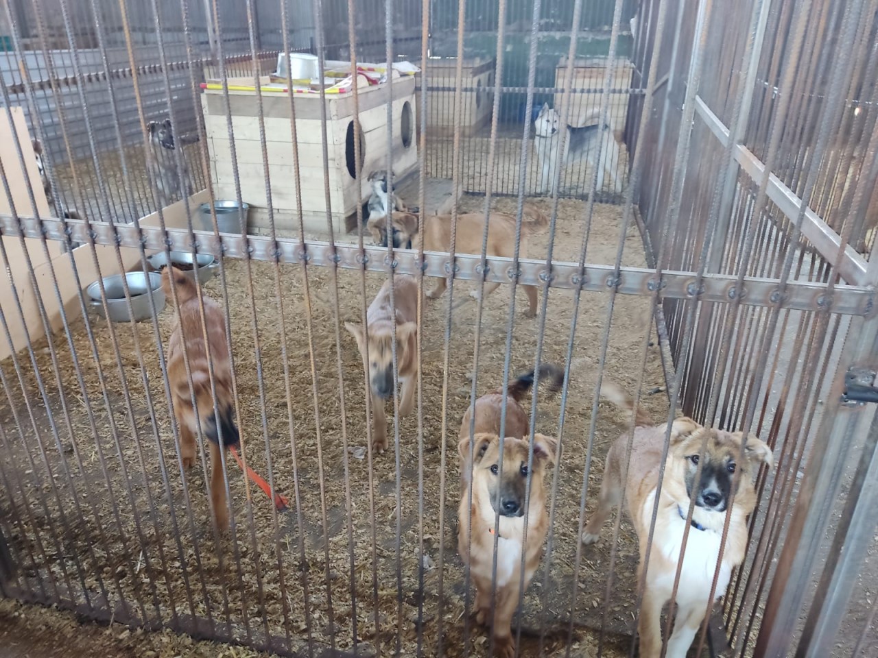 Собаки в приюте "Алькин дом"