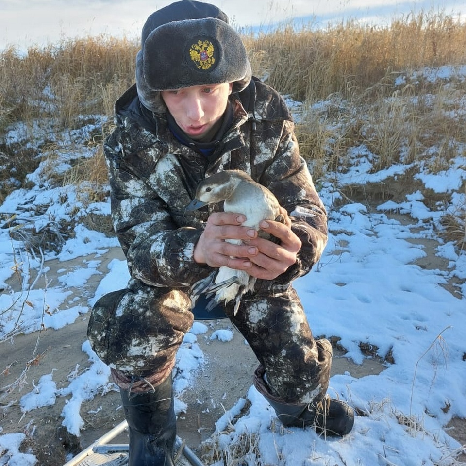 В Центральносибирском заповеднике спасли примерзшую ко льду утку