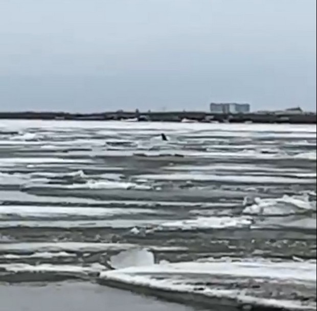 Собака на льдине в Норильске