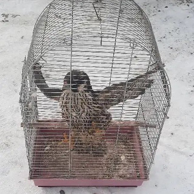 Краснокнижный сапсан в клетке