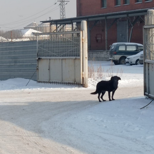 Бродячие собаки в Красноярске