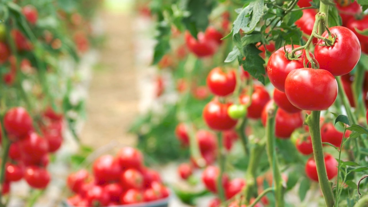 У Красноярского края будет свое крупное производство томатов и огурцов