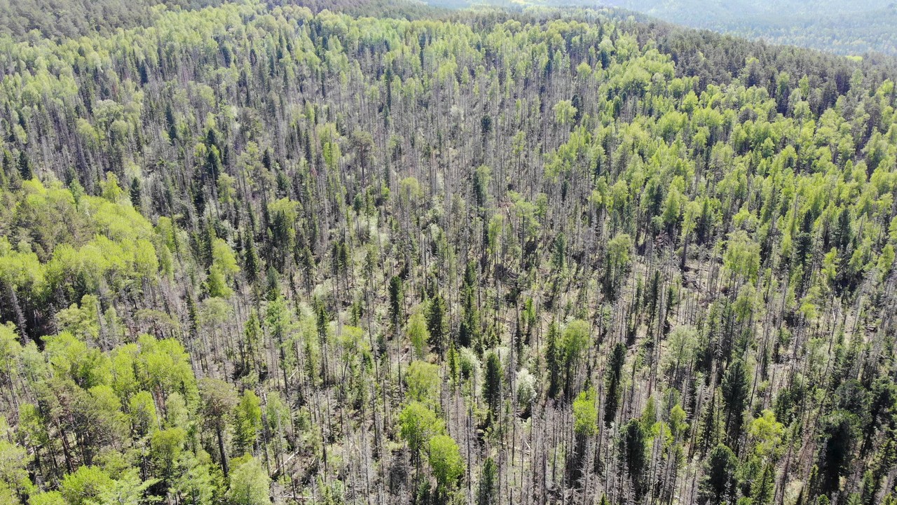 Как видно на фото, на Столбах много сухих деревьев. Это последствия короеда, который уничтожил почти всю пихту. Сухостой очень опасен риском пожара