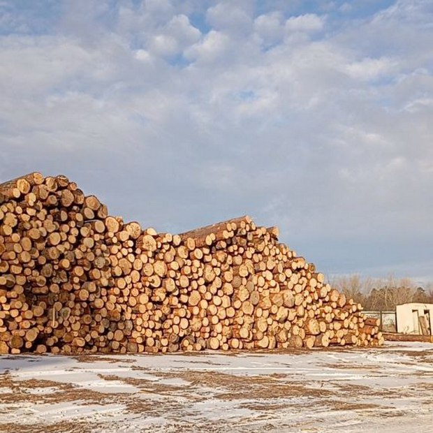 Красноярские полицейские выявили контрабанду леса на 185 млн