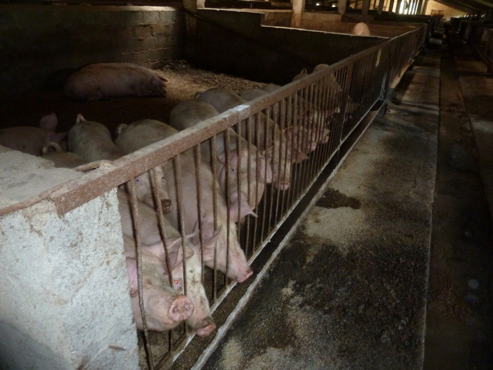 Свиньи на ферме