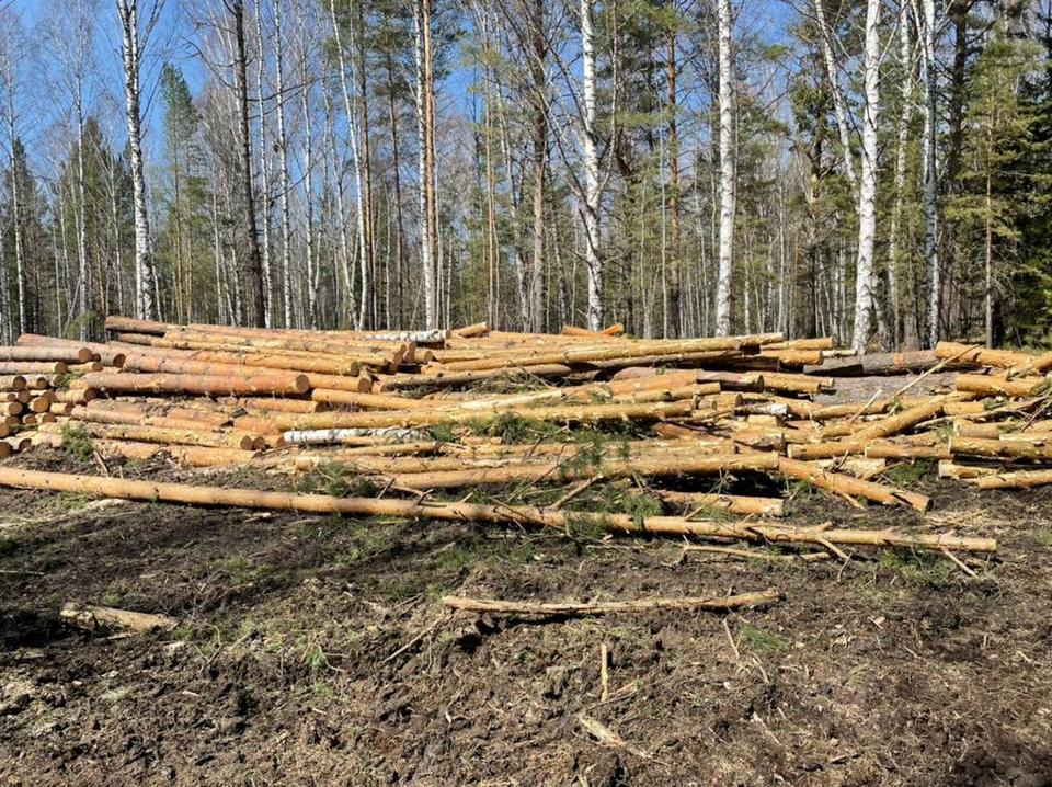 Леса вырубили на 5 млн рублей