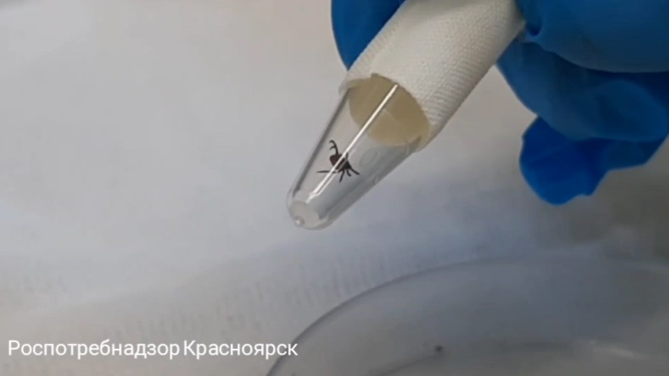 Коещ в пробирке