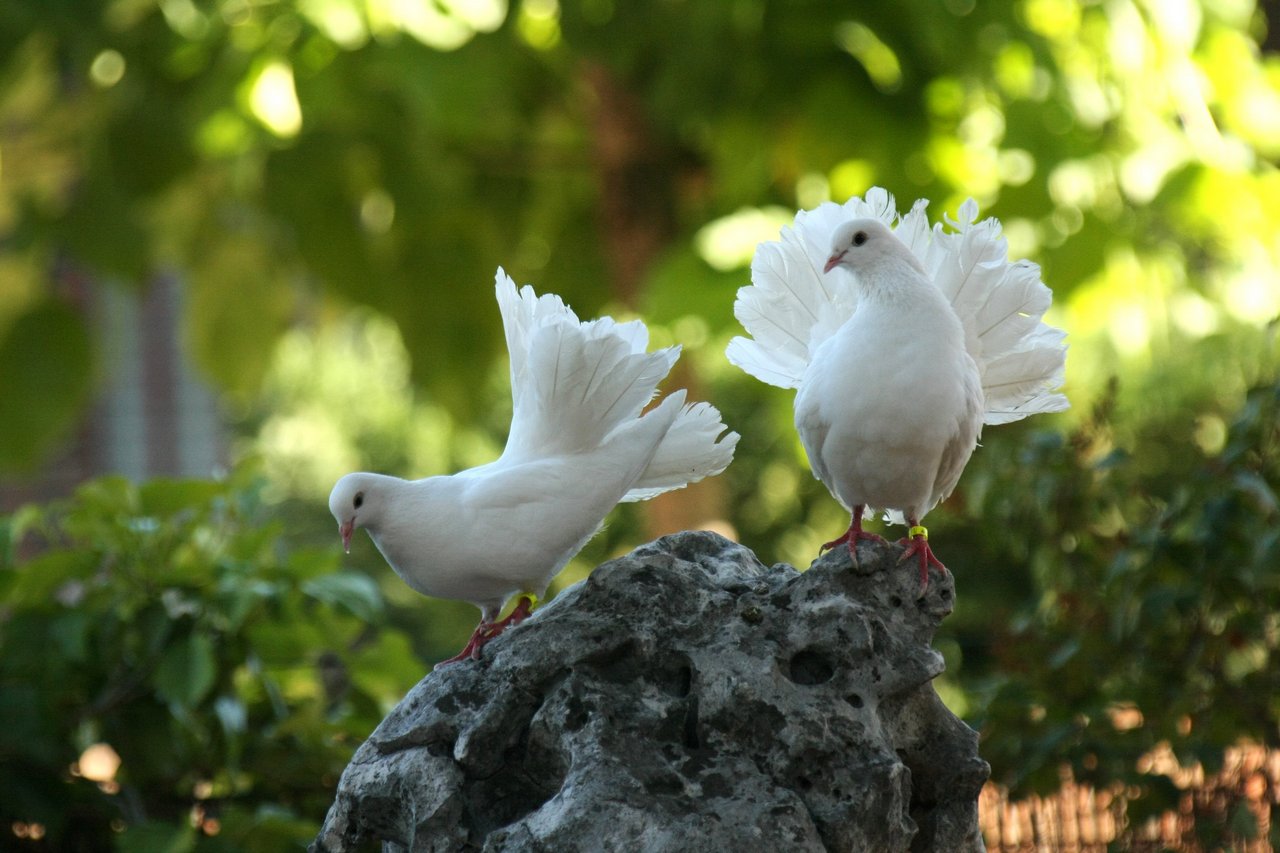 А летом - фотографироваться с породистыми голубями