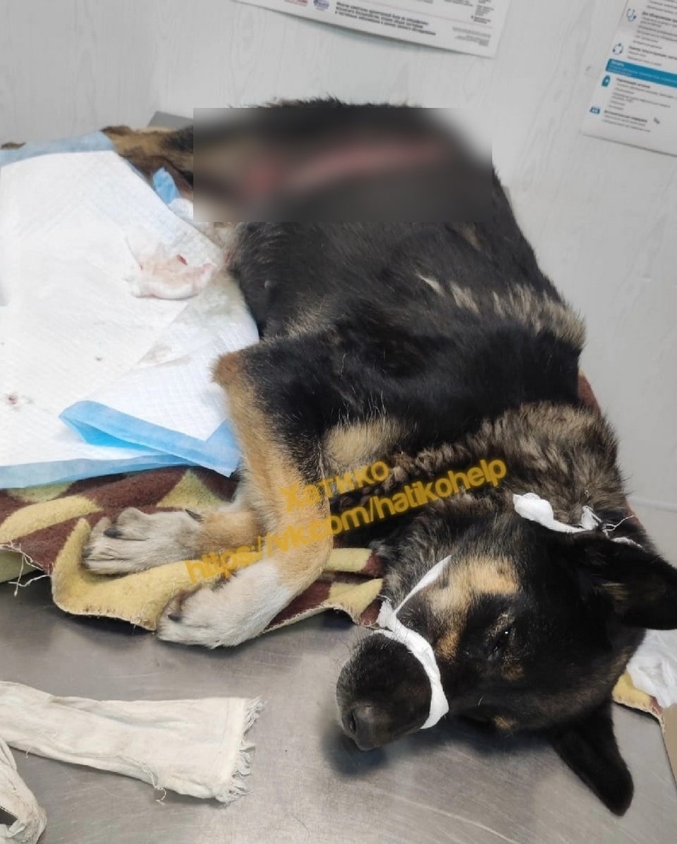 Собака Сонька в клинике, на ее лечение собирают деньги