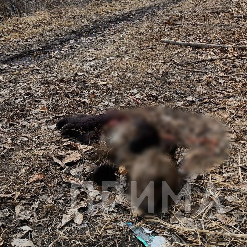 Мертвые медвежата найдены в Красноярске