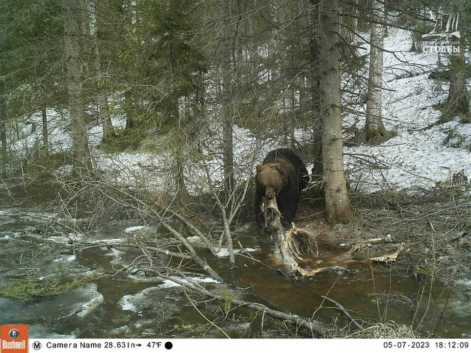 Крупный самец на останках марала, убитого волком