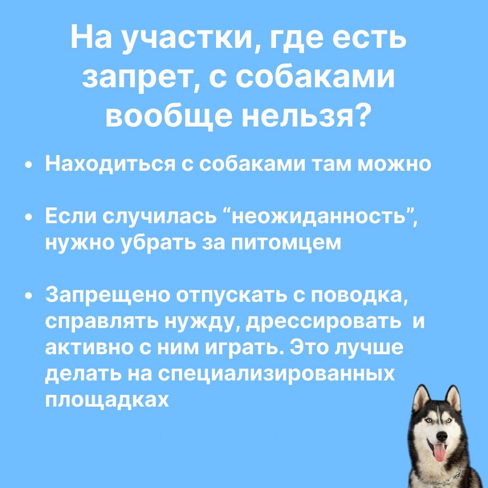 Красноярцам расскажут о выгуле собак в прямом эфире