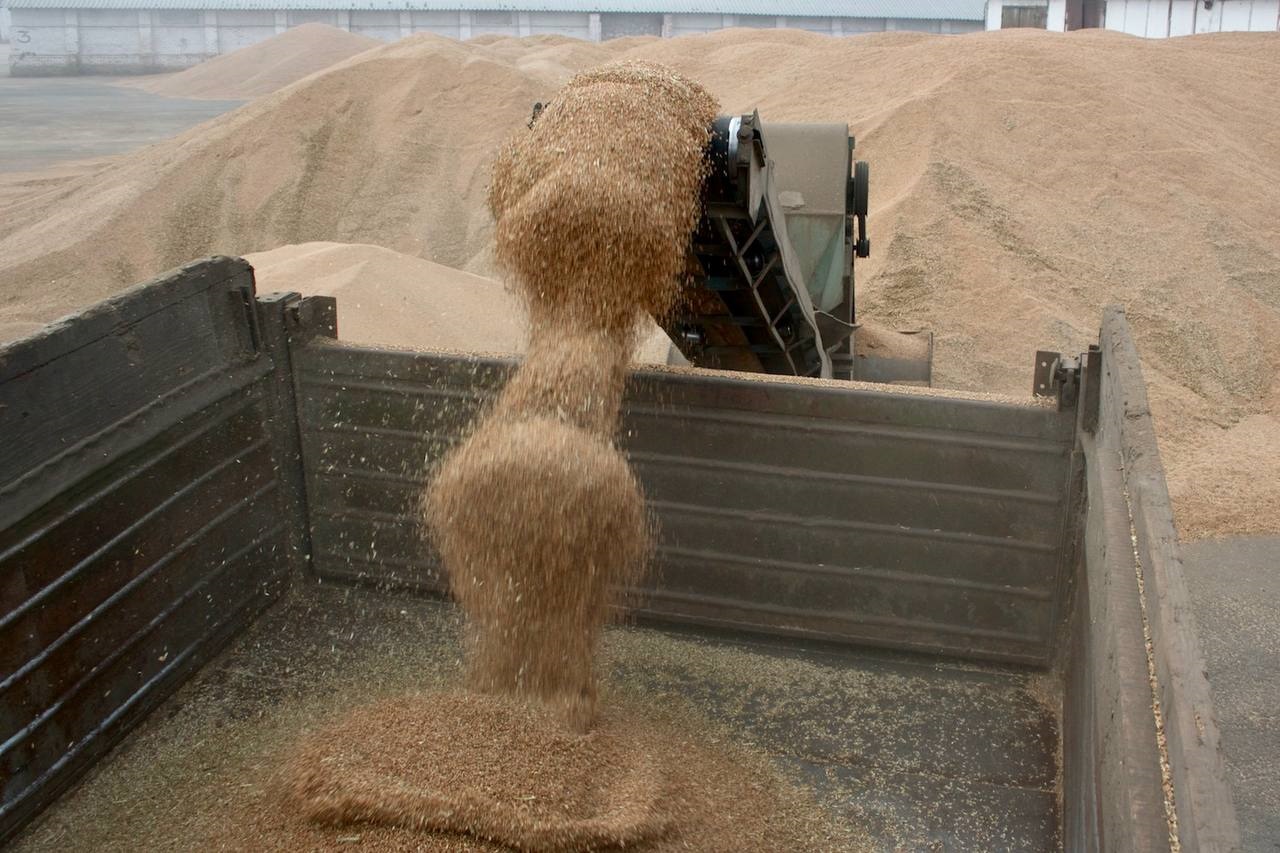 Урожай зерновых в крае