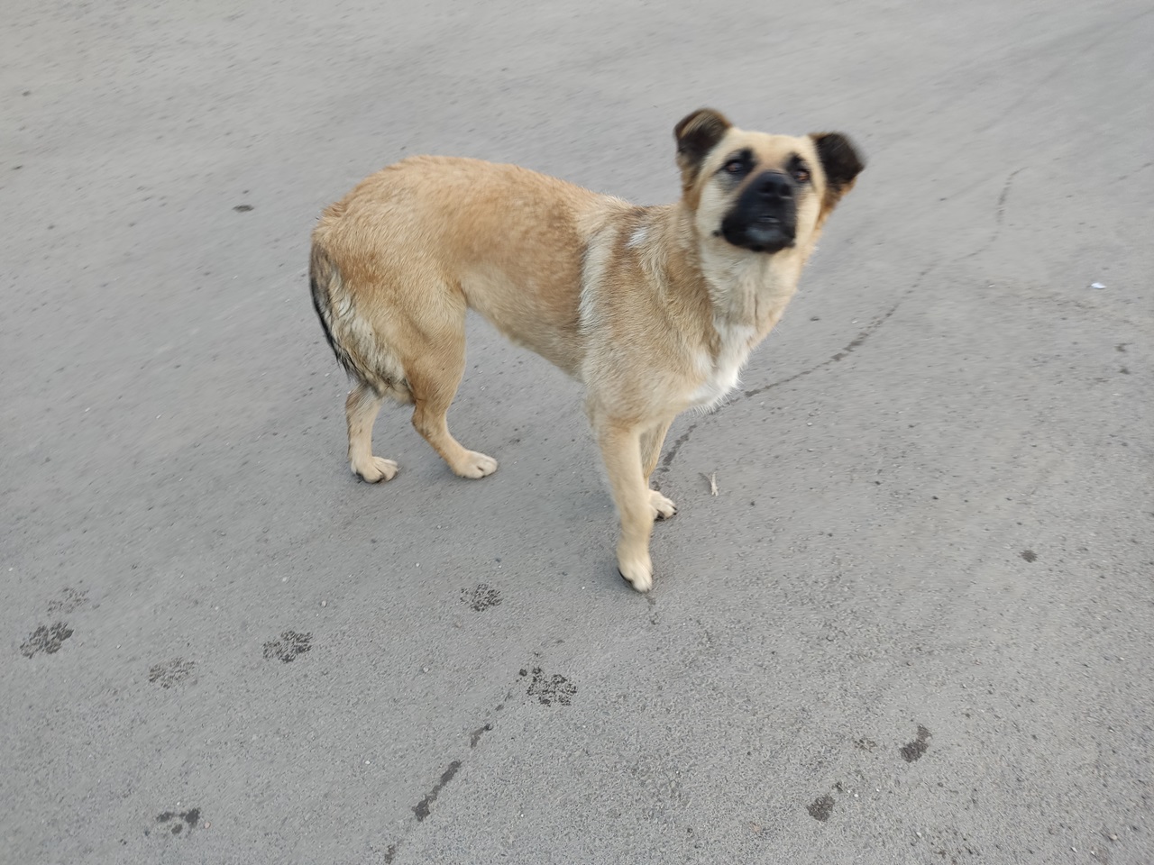 Собака на улице