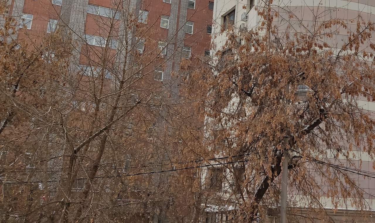 Клен во дворе