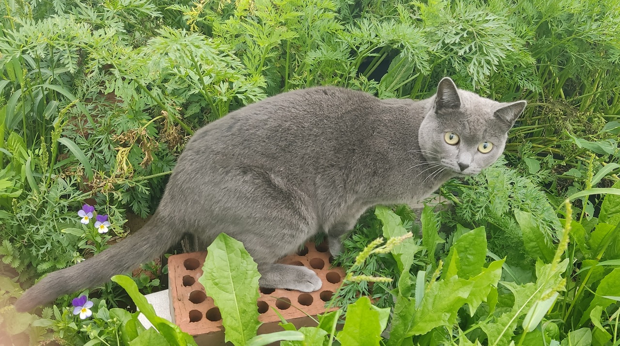 Кошка на улице