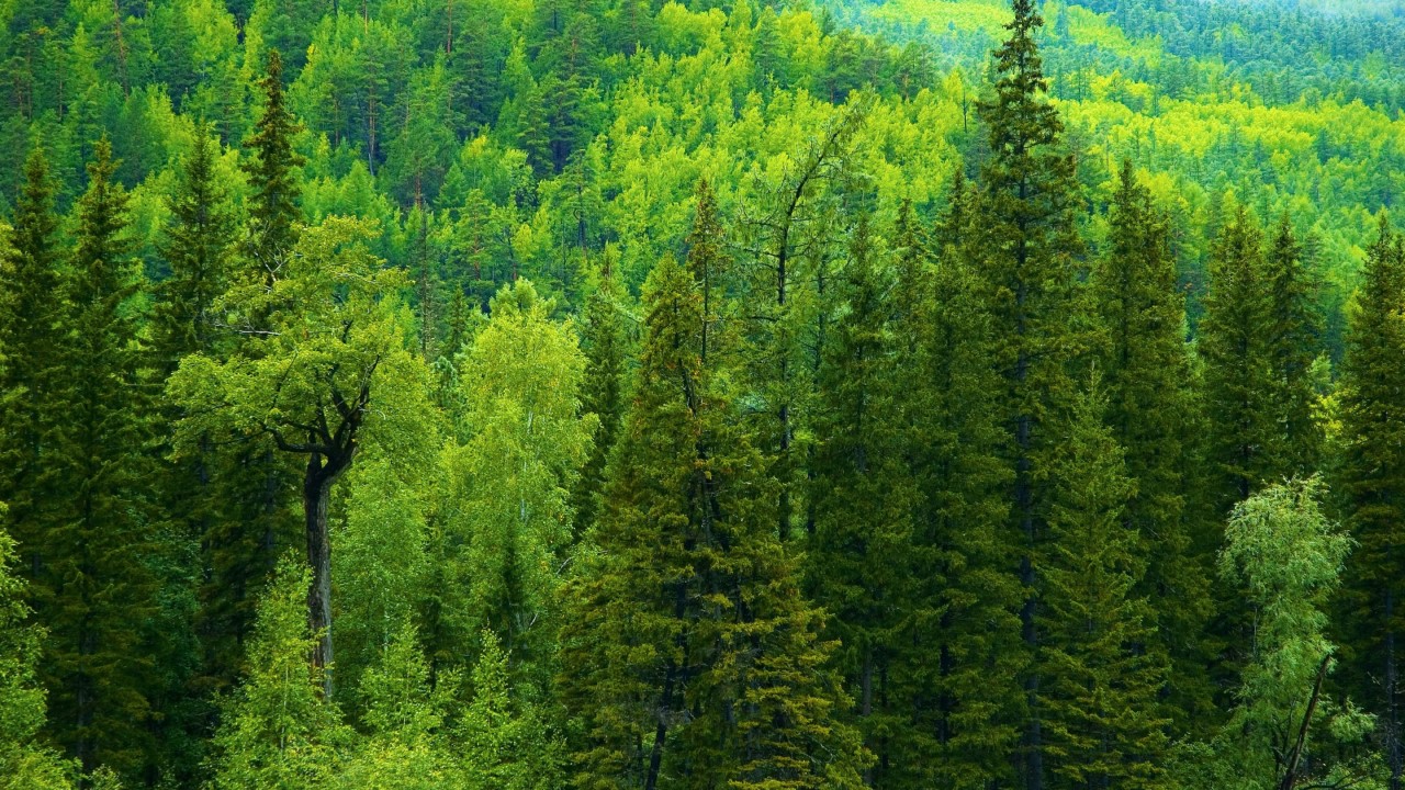 Леса в Красноярском крае