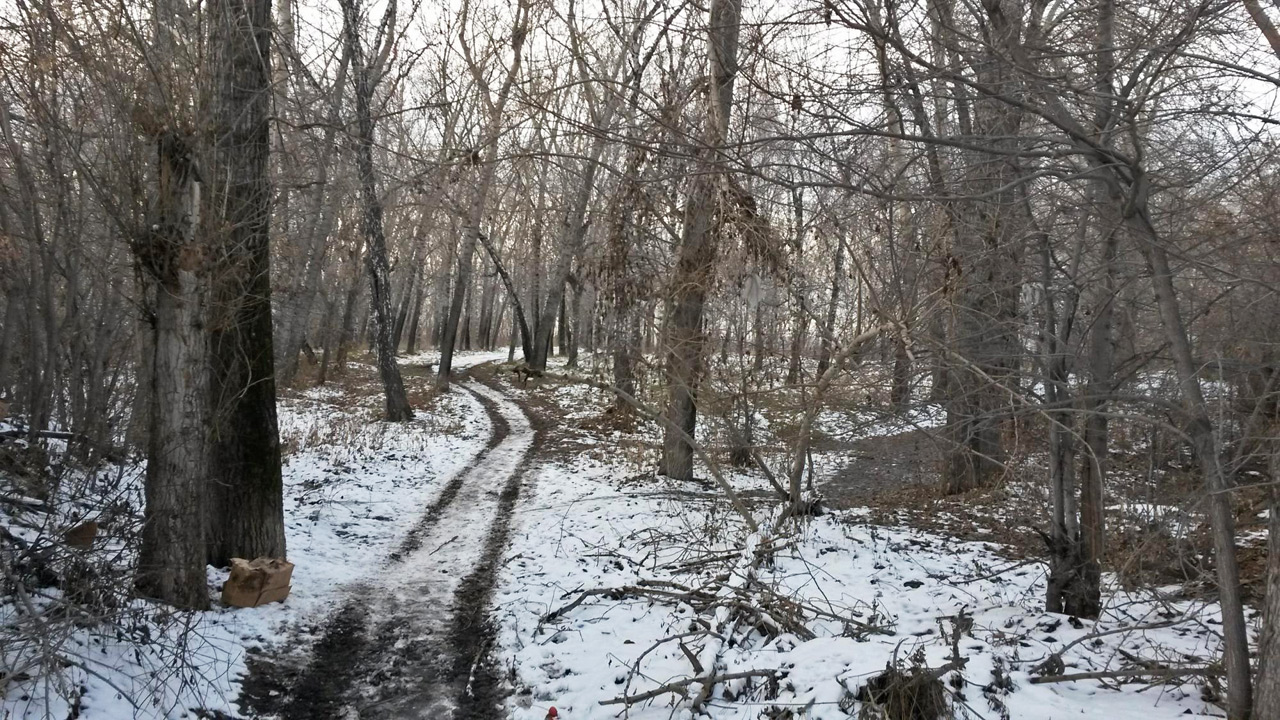 Березовая роща в Ачинске: дикие городские джунгли