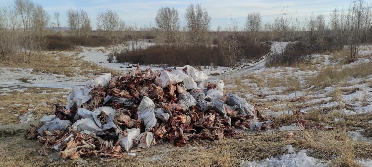 Свалка отходов со скотобойни в Березовском районе