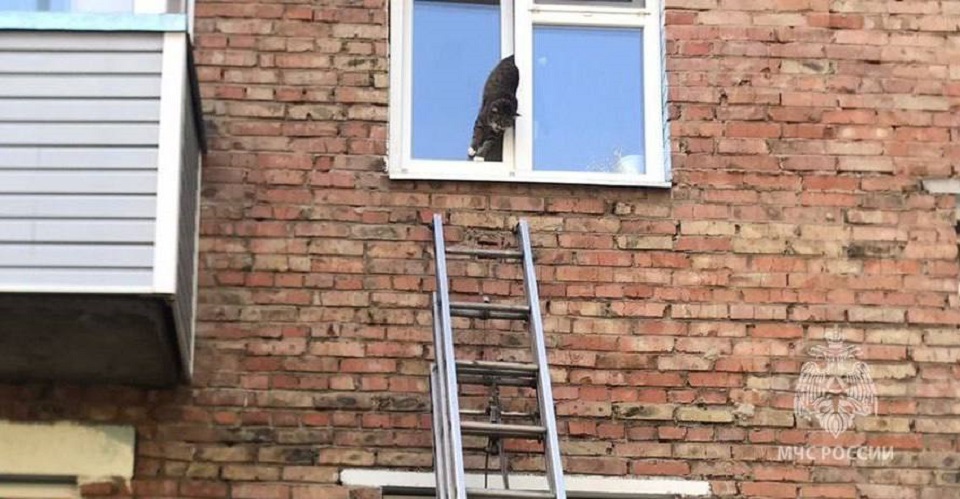 Кот застрял в окне