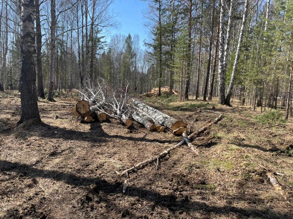 Леса вырубили на 5 млн рублей