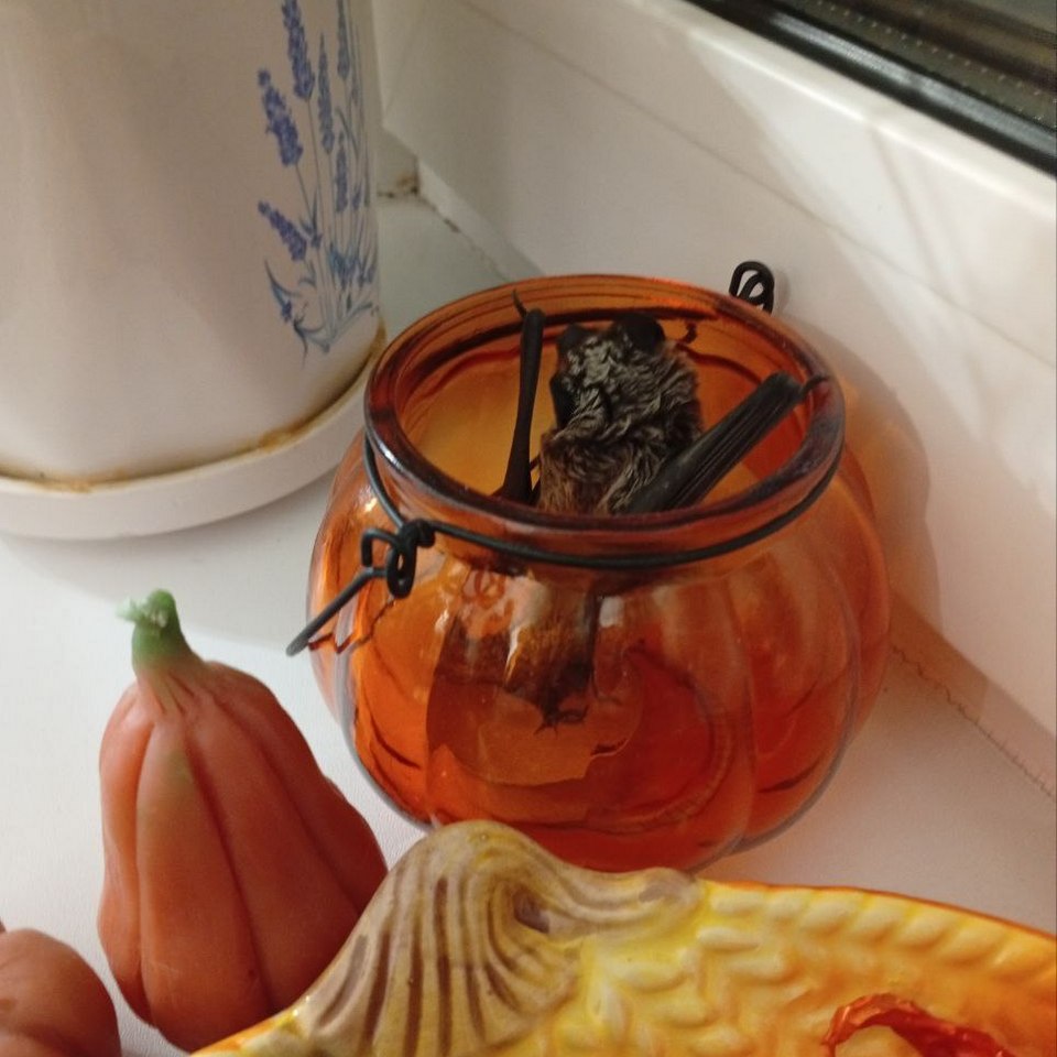 Сейчас у мыши все хорошо. Она будет зимовать рядом с двумя собратьями, которые попали в такую же беду