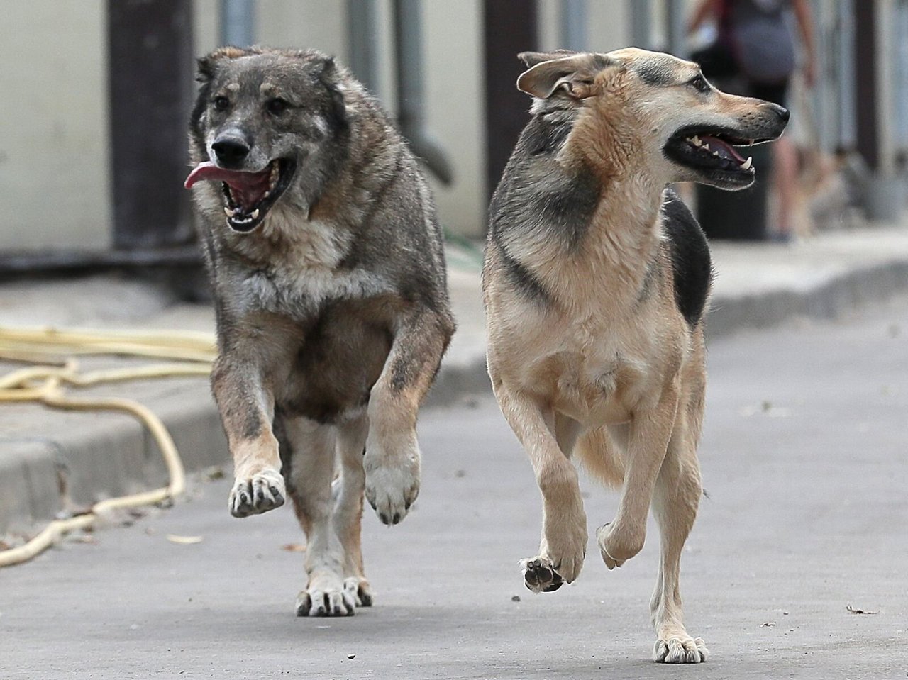 Бродячие собаки на улице