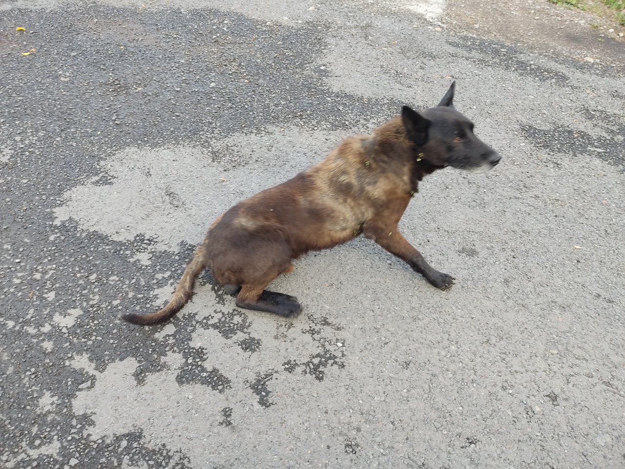 Больная собака на улице