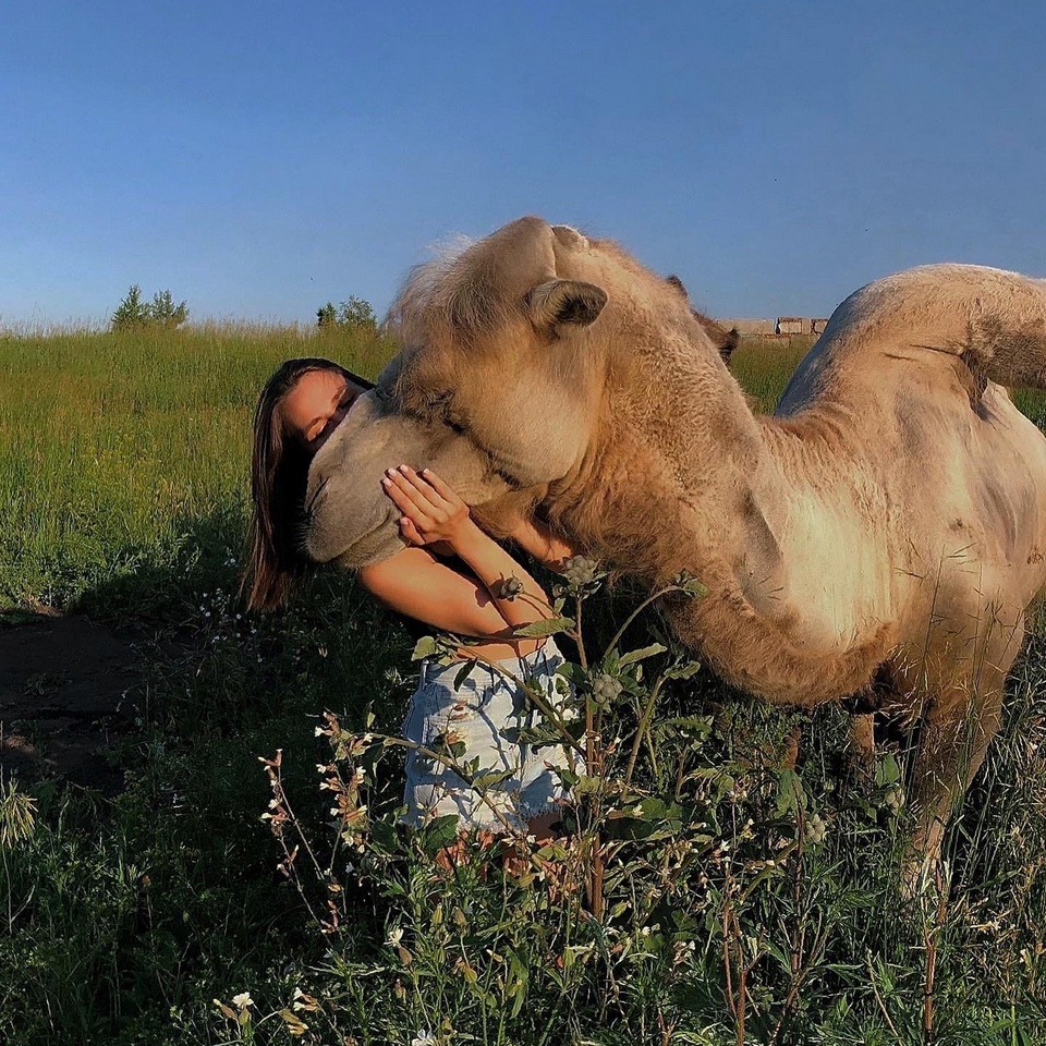 Чтобы сфотографироваться с верблюдом, нужно обратиться на ферму. Денег за это не берут