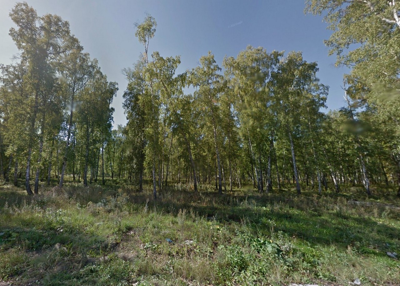 Жители недоумевают: почему в Красноярске ради строительства постоянно нужно вырубать деревья