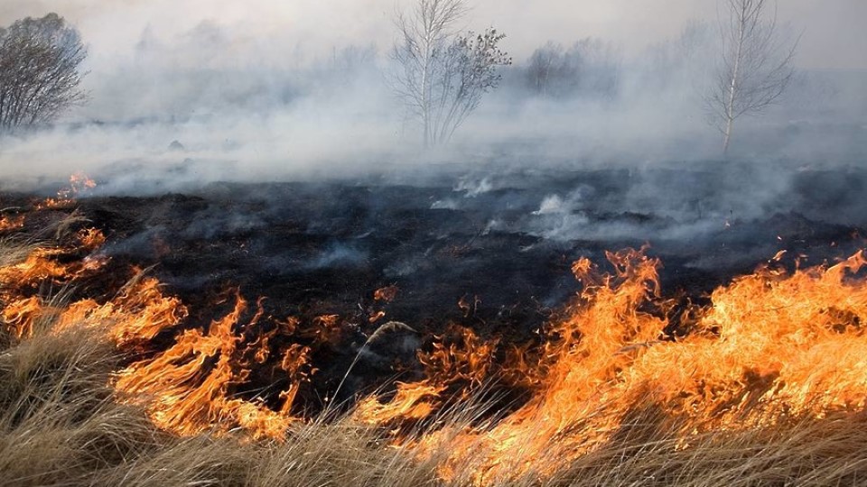 Пожары опасны во время ветра и весной, когда много сухой травы. В засуху огонь также легко распространяется по лесной подстилке