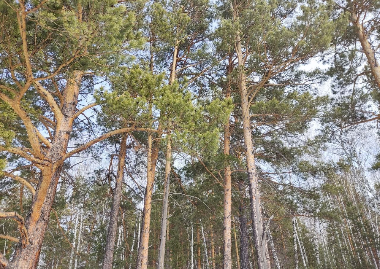 Инвестор требует миллионы с лесного министерства Красноярского края